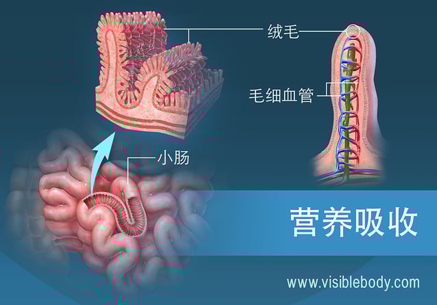 小肠绒毛的横截面